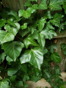 English ivy 1 Craig Leo | Walter Reeves: The Georgia Gardener cut at roots