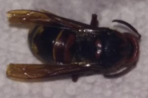 European hornet 2 | Walter Reeves: The Georgia Gardener