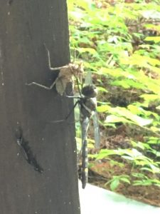 dragonfly nymph | Walter Reeves: The Georgia Gardener