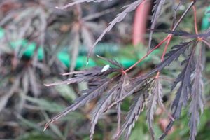 planthoppers maple 2 | Walter Reeves: The Georgia Gardener