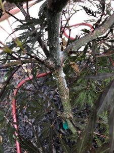 planthoppers maple | Walter Reeves: The Georgia Gardener