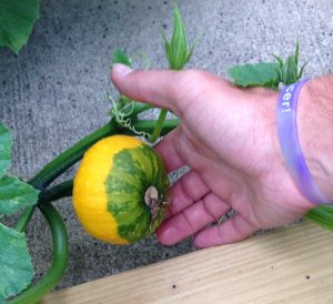 squash two toned | Walter Reeves: The Georgia Gardener