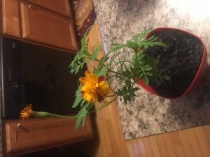 1469656322-name-that-plant-1 | Walter Reeves: The Georgia Gardener