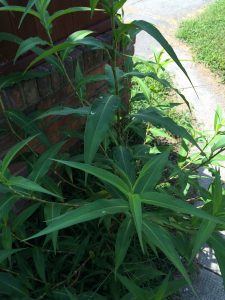 1471361568-name-that-plant-1 | Walter Reeves: The Georgia Gardener