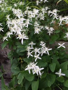 1473438268-name-that-plant-1 | Walter Reeves: The Georgia Gardener