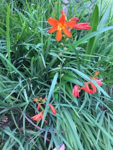 1498306053-name-that-plant-1 | Walter Reeves: The Georgia Gardener