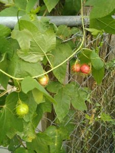 1500781081-name-that-plant-1 | Walter Reeves: The Georgia Gardener