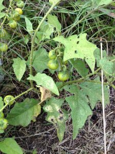 1502321980-name-that-plant-1 | Walter Reeves: The Georgia Gardener