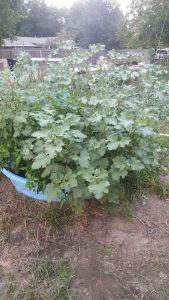 1504828068-name-that-plant-1 | Walter Reeves: The Georgia Gardener