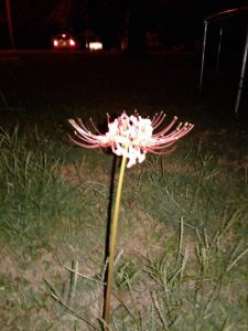 1506224270-name-that-plant-1 | Walter Reeves: The Georgia Gardener