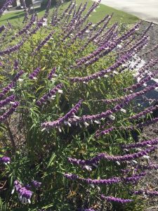 1507053785-name-that-plant-1 | Walter Reeves: The Georgia Gardener