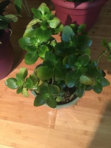 1508209964-name-that-plant-1 | Walter Reeves: The Georgia Gardener