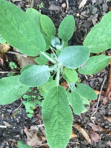 1509674572-name-that-plant-1 | Walter Reeves: The Georgia Gardener