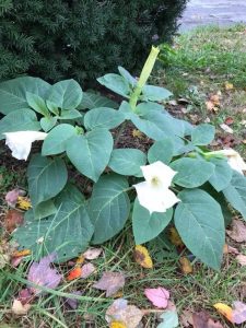 1509816450-name-that-plant-1 | Walter Reeves: The Georgia Gardener