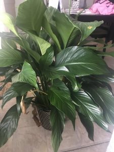 1510500916-name-that-plant-1 | Walter Reeves: The Georgia Gardener