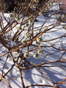 1516202933-name-that-plant-1 | Walter Reeves: The Georgia Gardener