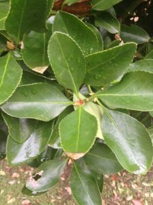 1517776561-name-that-plant-1 | Walter Reeves: The Georgia Gardener