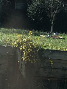 1520771582-name-that-plant-1 | Walter Reeves: The Georgia Gardener