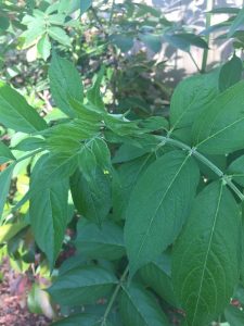 1521243096-name-that-plant-1 | Walter Reeves: The Georgia Gardener
