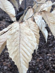 1521924068-name-that-plant-1 | Walter Reeves: The Georgia Gardener