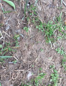 1522353508-name-that-plant-1 | Walter Reeves: The Georgia Gardener