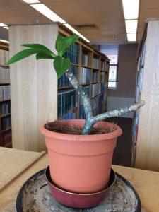 1523281704-name-that-plant-1 | Walter Reeves: The Georgia Gardener