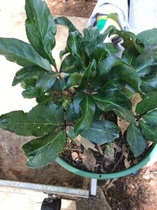 1523908597-name-that-plant-1 | Walter Reeves: The Georgia Gardener