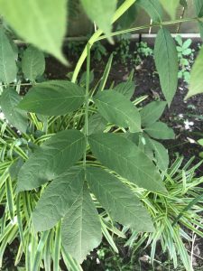 1527269158-name-that-plant-1 | Walter Reeves: The Georgia Gardener