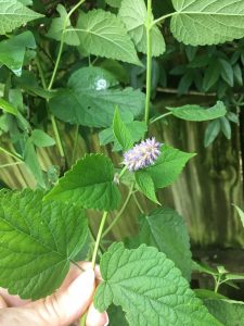 1527886049-name-that-plant-1 | Walter Reeves: The Georgia Gardener