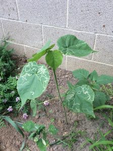 1529963537-name-that-plant-1 | Walter Reeves: The Georgia Gardener