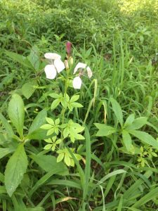 1531077554-name-that-plant-1 | Walter Reeves: The Georgia Gardener