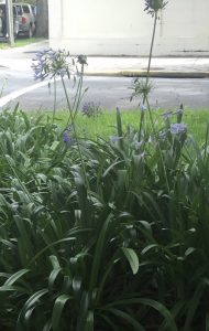 1533578397-name-that-plant-1 | Walter Reeves: The Georgia Gardener