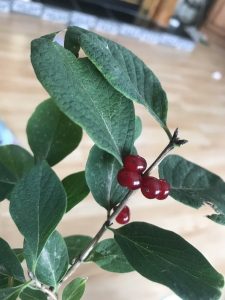 1533753660-name-that-plant-1 | Walter Reeves: The Georgia Gardener