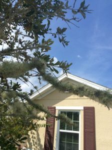 1537211812-name-that-plant-1 | Walter Reeves: The Georgia Gardener