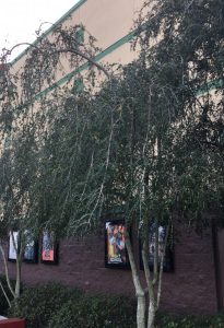 1541644180-name-that-plant-1 | Walter Reeves: The Georgia Gardener