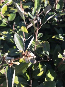 1545681408-name-that-plant-1 | Walter Reeves: The Georgia Gardener