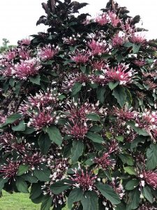 1549493590-name-that-plant-1 | Walter Reeves: The Georgia Gardener