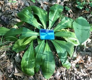 1549590027-name-that-plant-1 | Walter Reeves: The Georgia Gardener