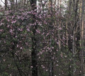 1555030232-name-that-plant-1 | Walter Reeves: The Georgia Gardener