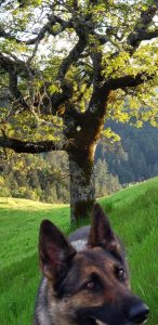 1556576171-name-that-plant-1 | Walter Reeves: The Georgia Gardener