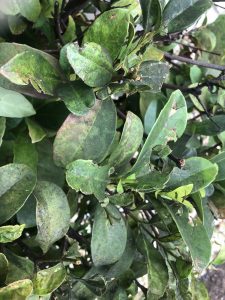 1560287943-name-that-plant-1 | Walter Reeves: The Georgia Gardener