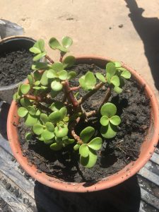 1561062919-name-that-plant-1 | Walter Reeves: The Georgia Gardener