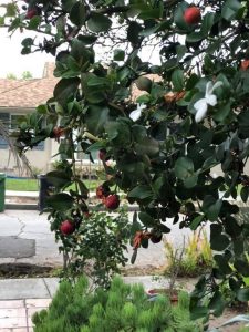 1562507652-name-that-plant-1 | Walter Reeves: The Georgia Gardener