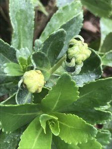 1563633268-name-that-plant-1 | Walter Reeves: The Georgia Gardener