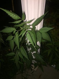 1564290348-name-that-plant-1 | Walter Reeves: The Georgia Gardener