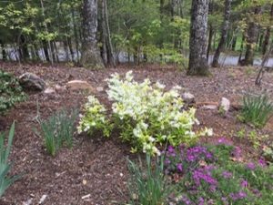 1587501422-name-that-plant-1 | Walter Reeves: The Georgia Gardener