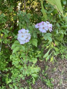 1588464122-name-that-plant-1 | Walter Reeves: The Georgia Gardener