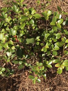 1589493318-name-that-plant-1 | Walter Reeves: The Georgia Gardener