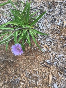 1591572415-name-that-plant-1 | Walter Reeves: The Georgia Gardener