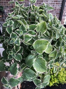 1591727081-name-that-plant-1 | Walter Reeves: The Georgia Gardener